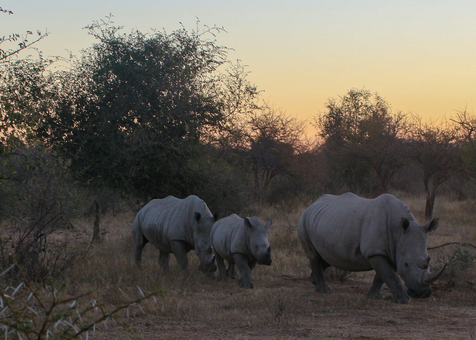 Família de rinocerontes na savana sul-africana durante o safári